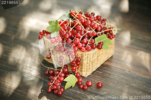 Image of Red currant