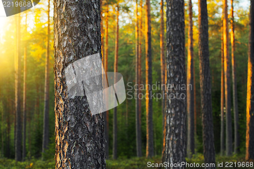 Image of Pine Forest