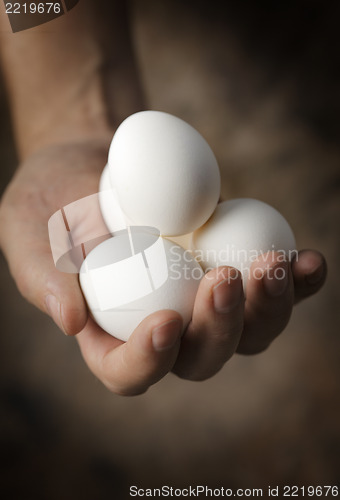 Image of Fresh Eggs