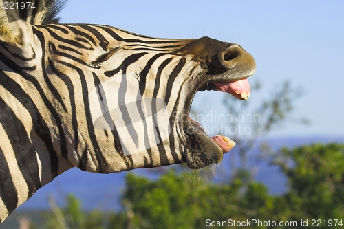 Image of Zebra Yawn