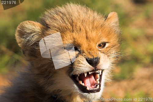 Image of growling cub