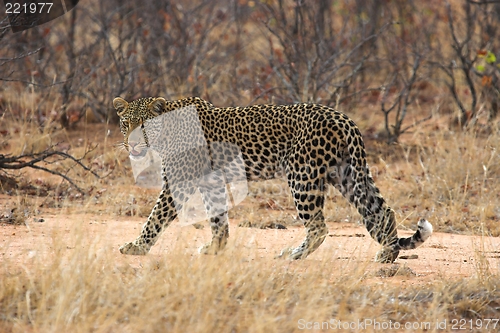 Image of Leopard Spots