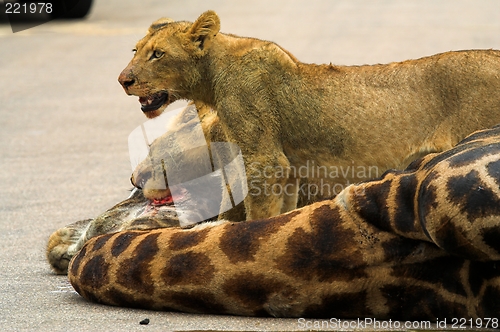 Image of Giraffe Lunch