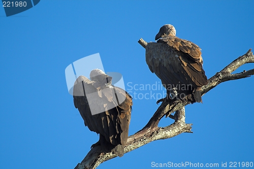 Image of vulture perch