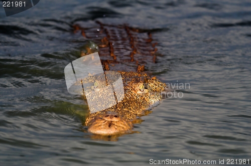 Image of crocodile