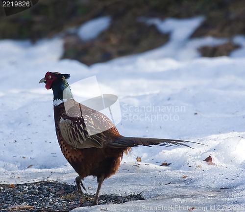 Image of male pheasant