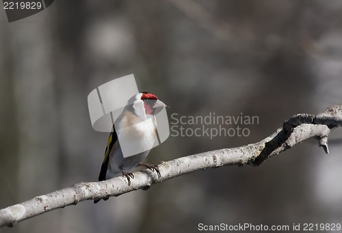 Image of goldfinch