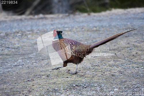 Image of pheasant