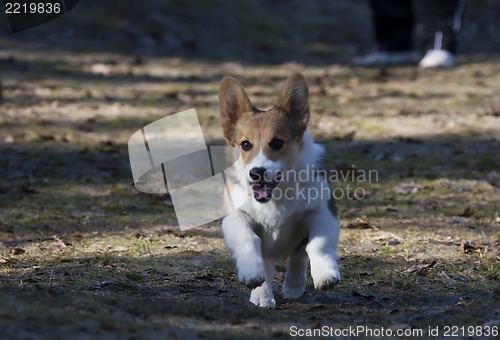 Image of running wild