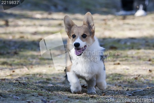 Image of playing puppy