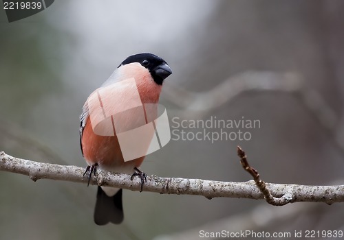 Image of bullfinch