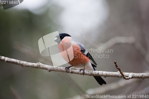 Image of male bullfinch