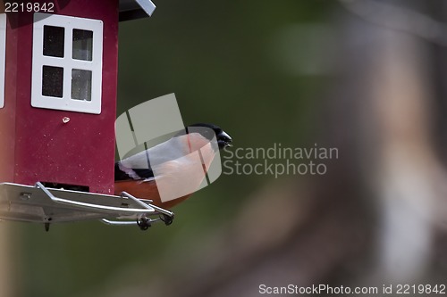 Image of bullfinch at bird feeder