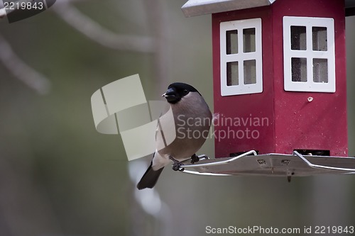 Image of female bullfinch