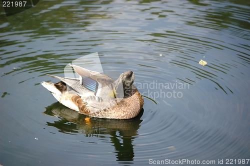 Image of Itching duck