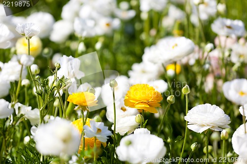 Image of blooming ranunculuses