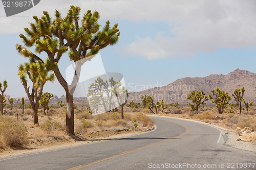 Image of joshua tree national park