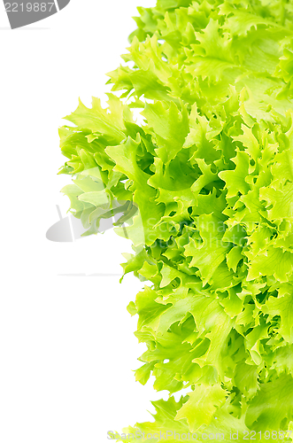 Image of Lettuce