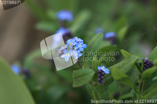 Image of Purple flower