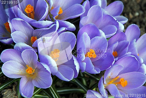 Image of Blue Crocus Flowers