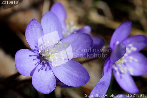 Image of Hepatica Nobilis Flower