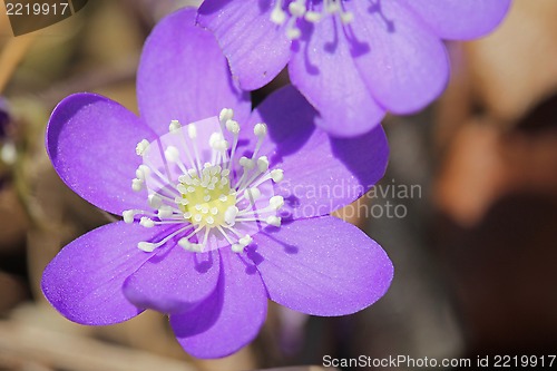 Image of Hepatica Nobilis Flower