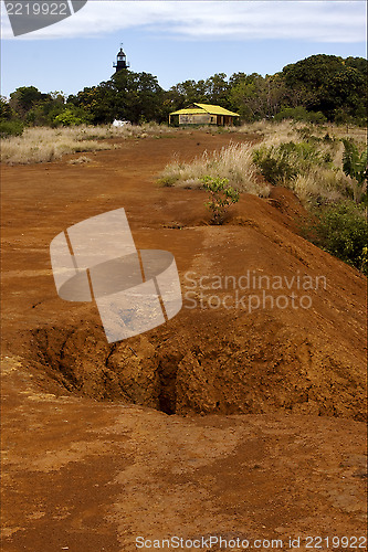 Image of lighthouse  hill bush plant  