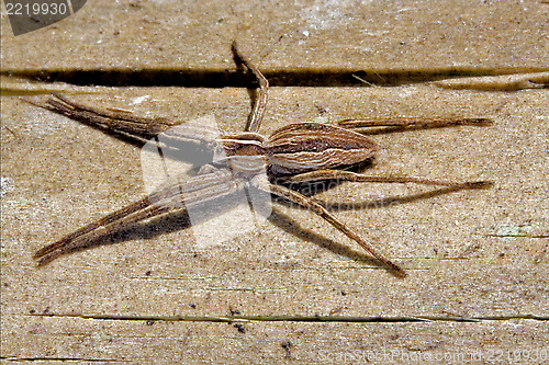 Image of thomisidae heteropodidae heteropods