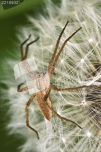 Image of loxosceles misumena vatia