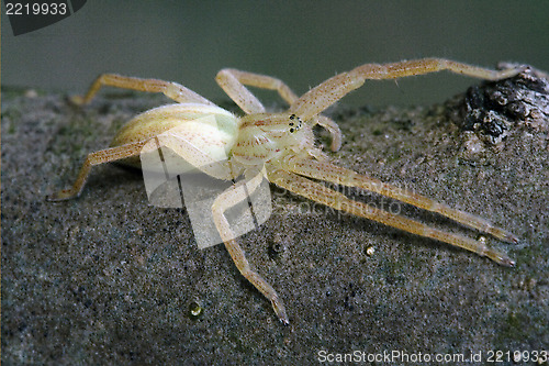 Image of thomisidae tibellus  thomisidae 
