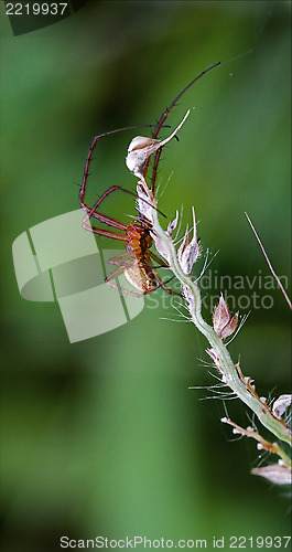 Image of flower web pisauridae  