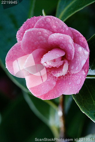 Image of rosa canina and drop