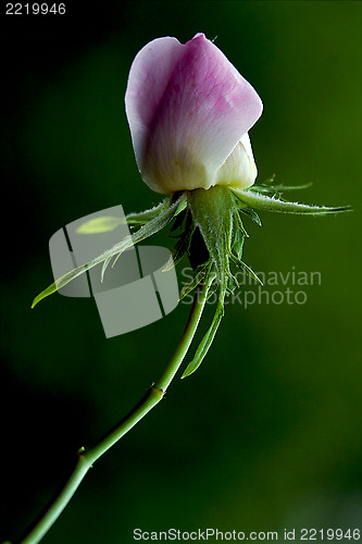 Image of rosa canina rosacee  