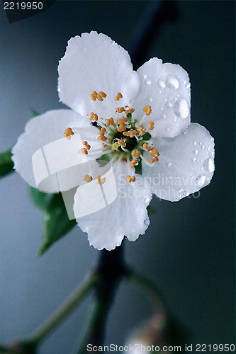 Image of rosa sempervirens ulmifolius arvensis  