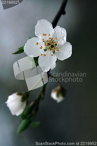 Image of ulmifolius arvensis mespilus germanica   