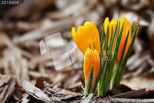 Image of First Spring Crocus