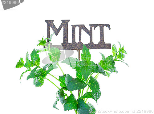 Image of Mint with Garden Marker