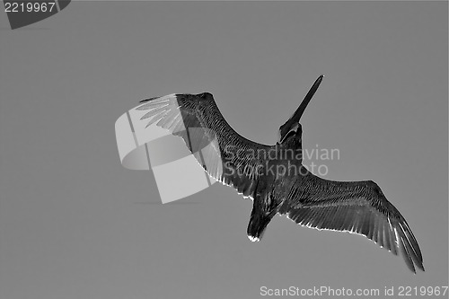 Image of black pelican  flying in  republica  