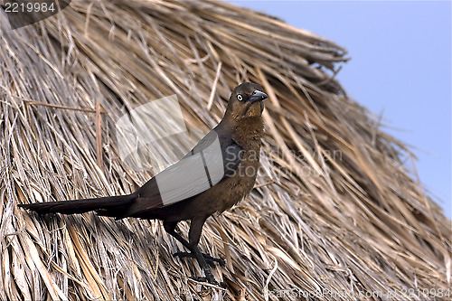 Image of parrow whit gold eye in straw mexico