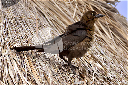 Image of side of brown sparrow whit gold eye