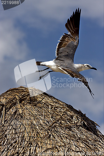 Image of white black  sea gull flying in straw