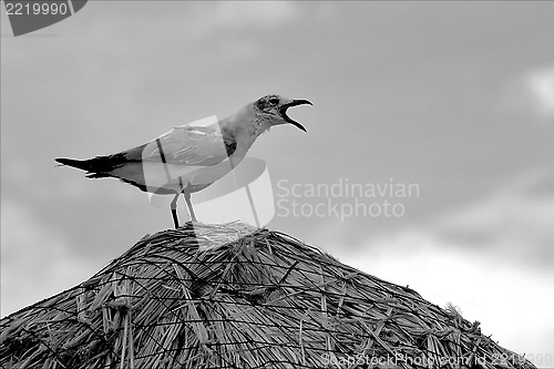 Image of screaming sea gull in straw