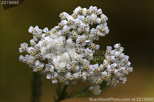 Image of yellow white     sambucus nigra