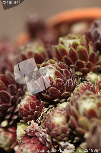 Image of Bunch of proteas