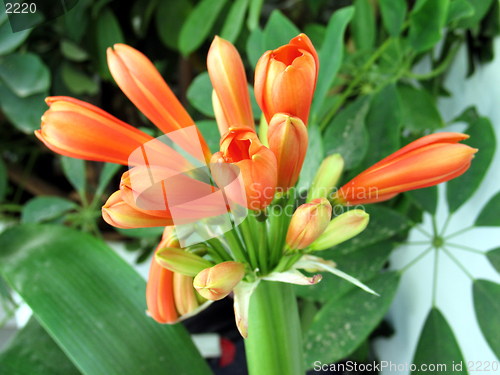 Image of Blossoming orange