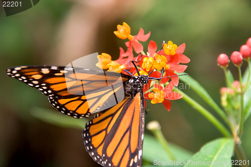 Image of Closeup of monarch butterfly feeding