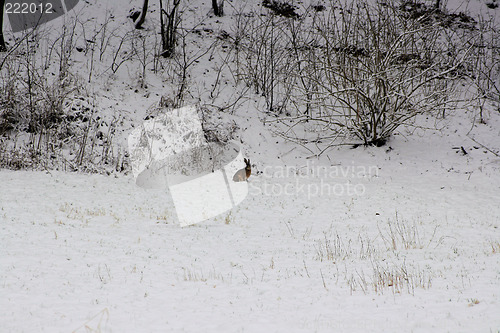 Image of winter world