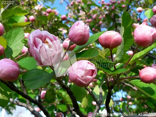 Image of Pink Buds