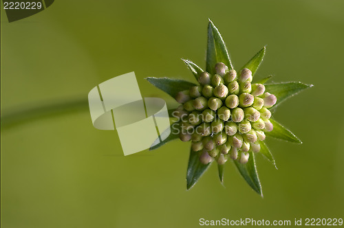 Image of  liliacee  green background 