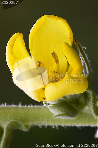Image of  primula veris  primulacee  yellow flower  